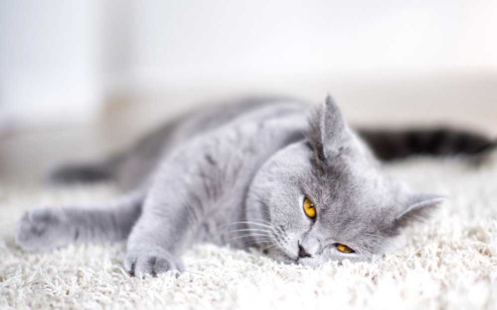 Британский кот белый с серым