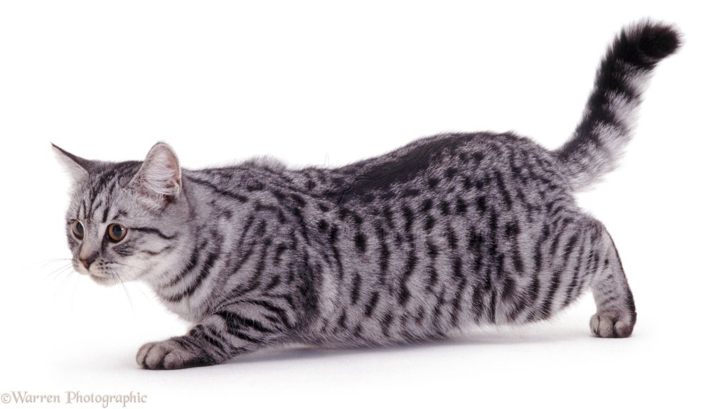 Британский кот табби серебристый черный пятнистый