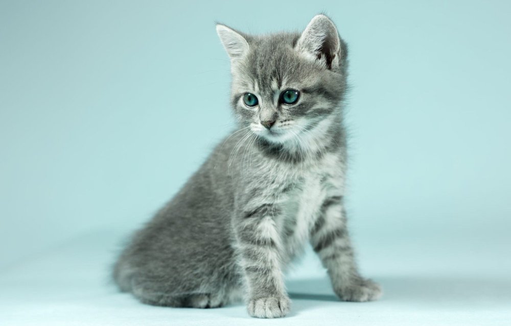 Серый котёнок