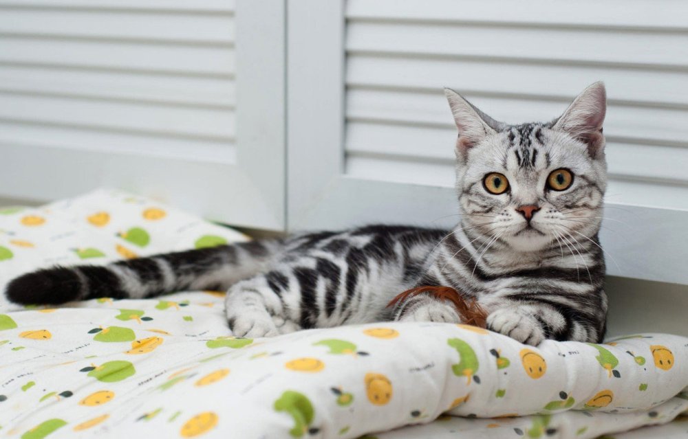 Британец табби полосатый