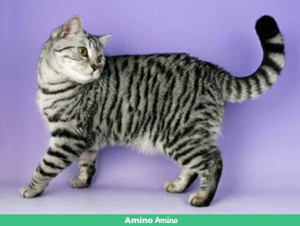 Табби макрель