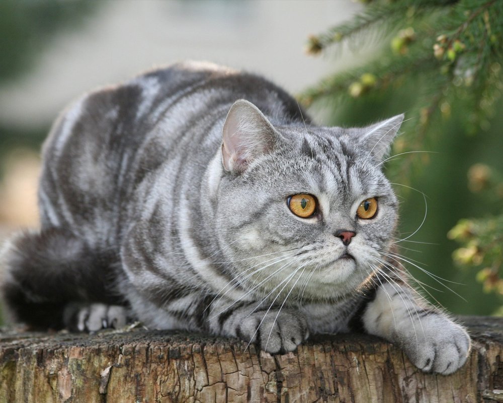 Британский короткошерстный кот полосатый