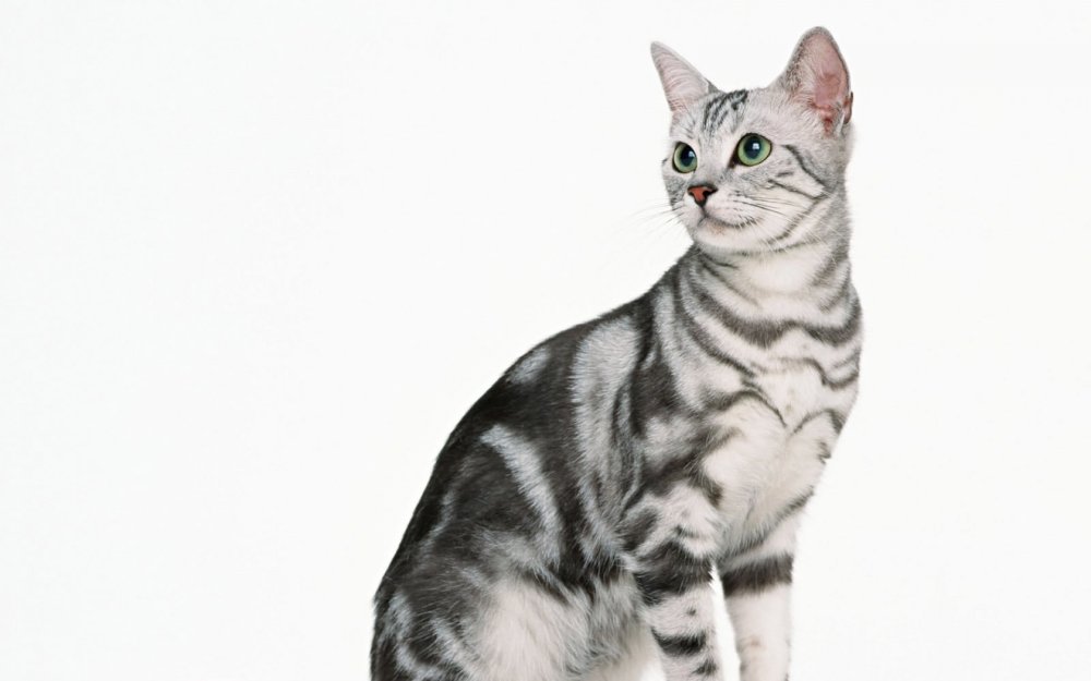 Азиатская табби мраморная