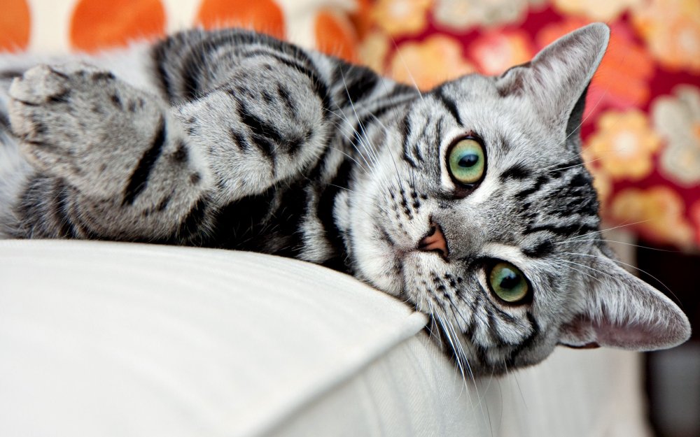 Черно серый кот