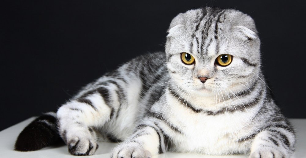 Шотландская вислоухая кошка