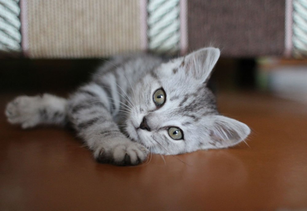 Серые котята вискас