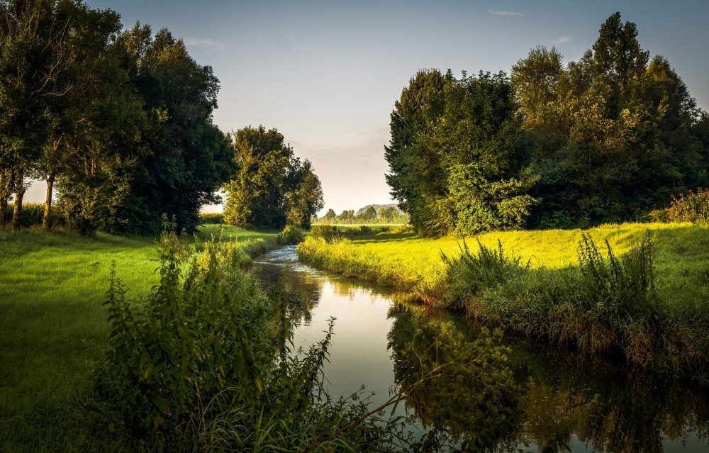 Весенние полевые цветы