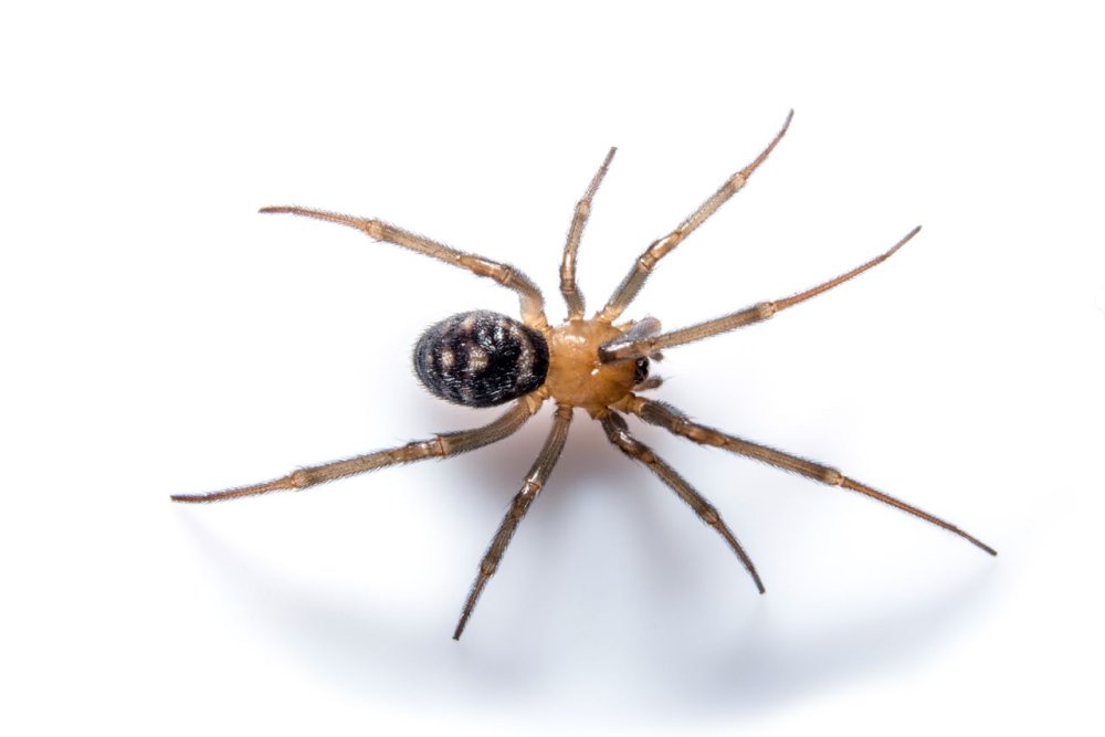 Ходьба пауки для дошкольников