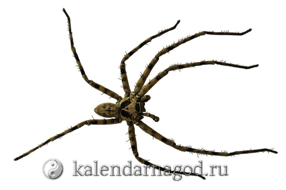 Коричневый паук отшельник фото