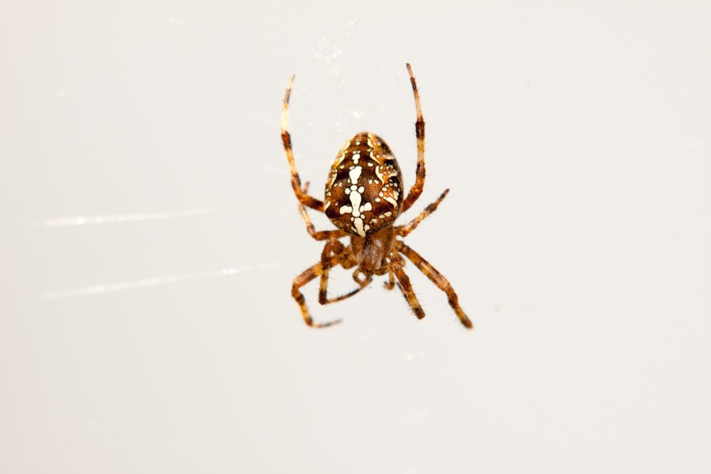 Черный Арахнид паук