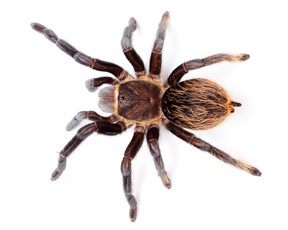 Паук с длинными передними лапами