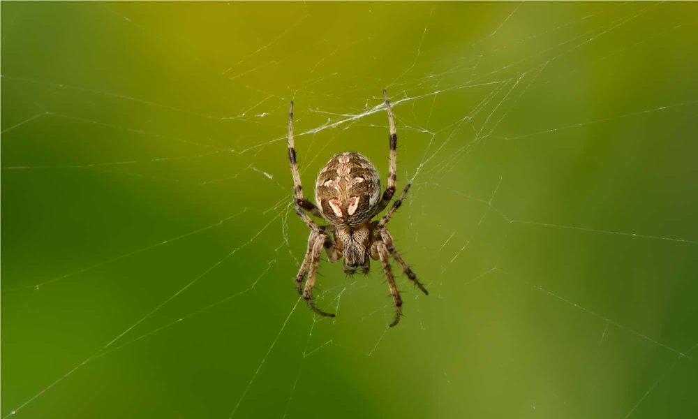 Ночные пауки