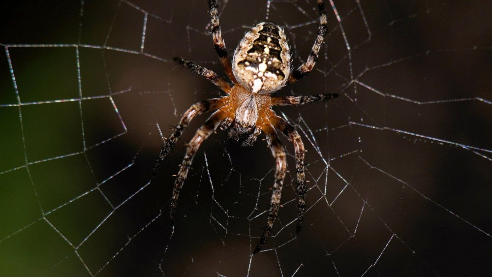 Паук охотник - olios argelasius