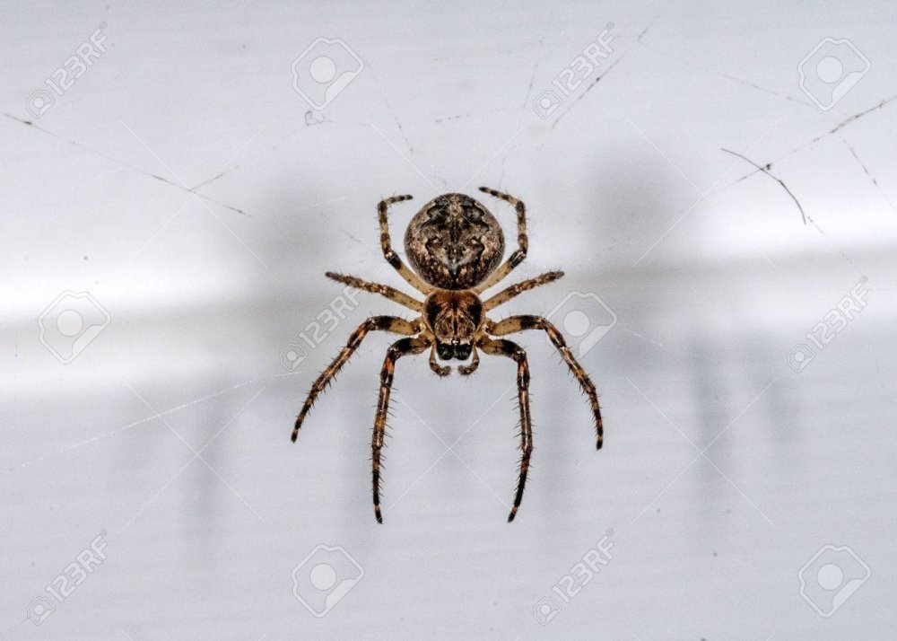 Паук Арахнид коричневый