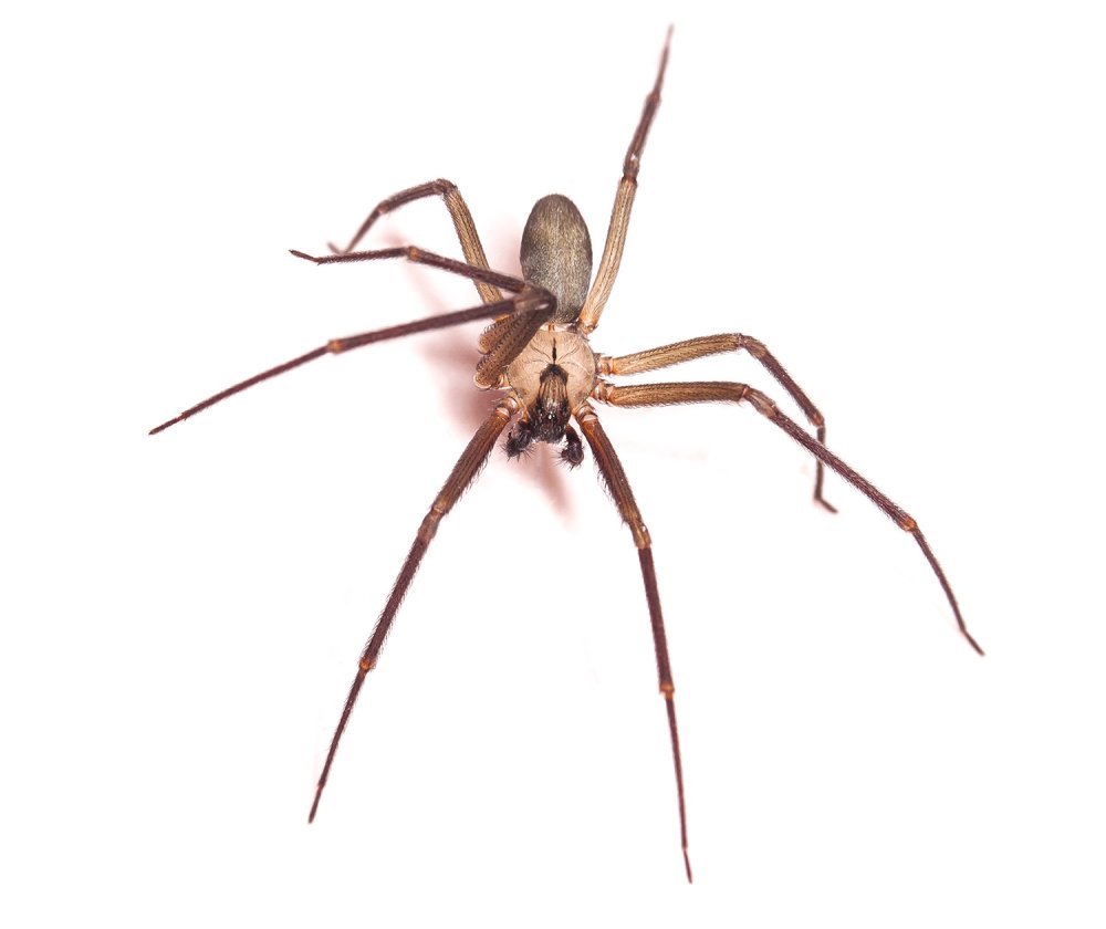 Мизгирь паутина