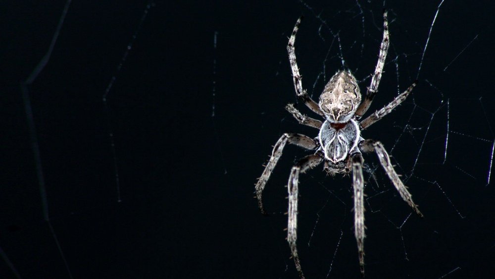 Паук крестовик самец