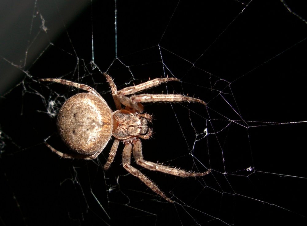 Паук на черном фоне