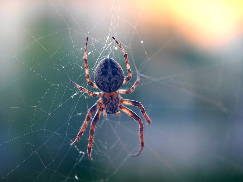 Паук стикер