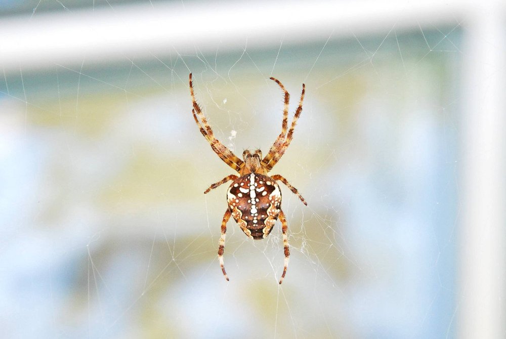 Садовый паук (Araneus diadematus