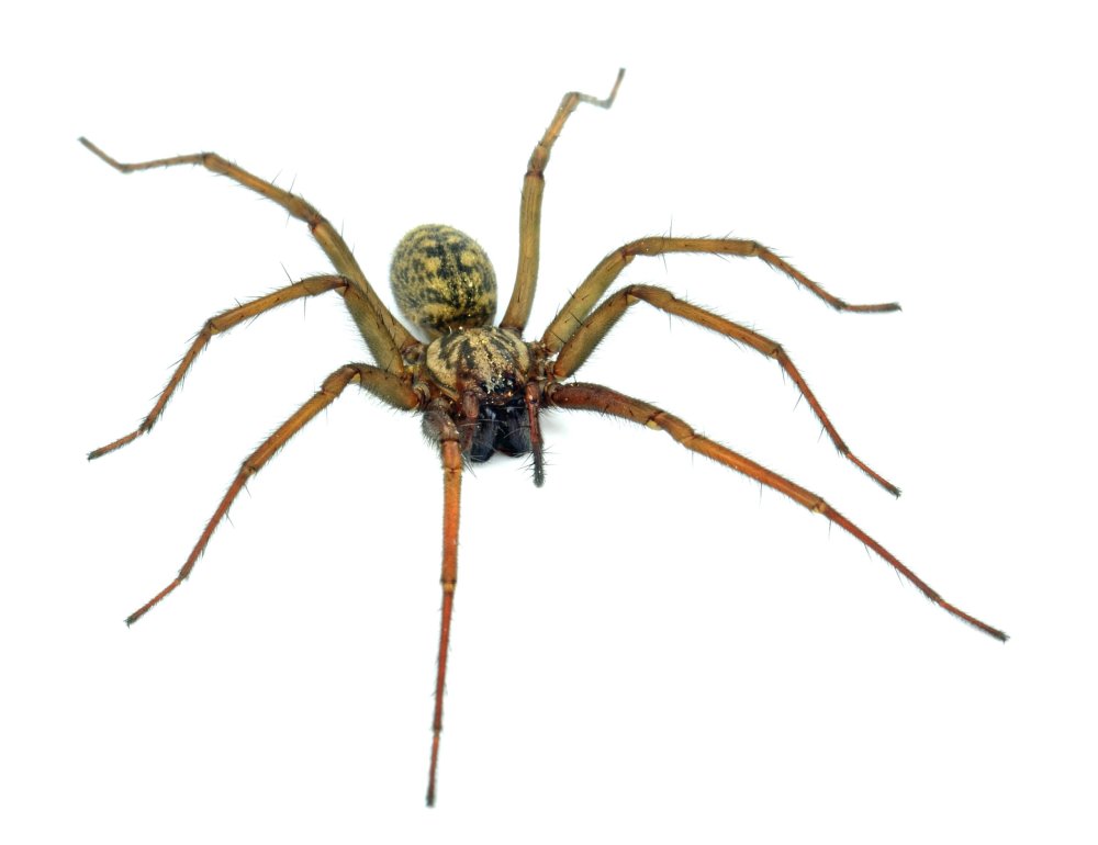 Паук на зеленом фоне