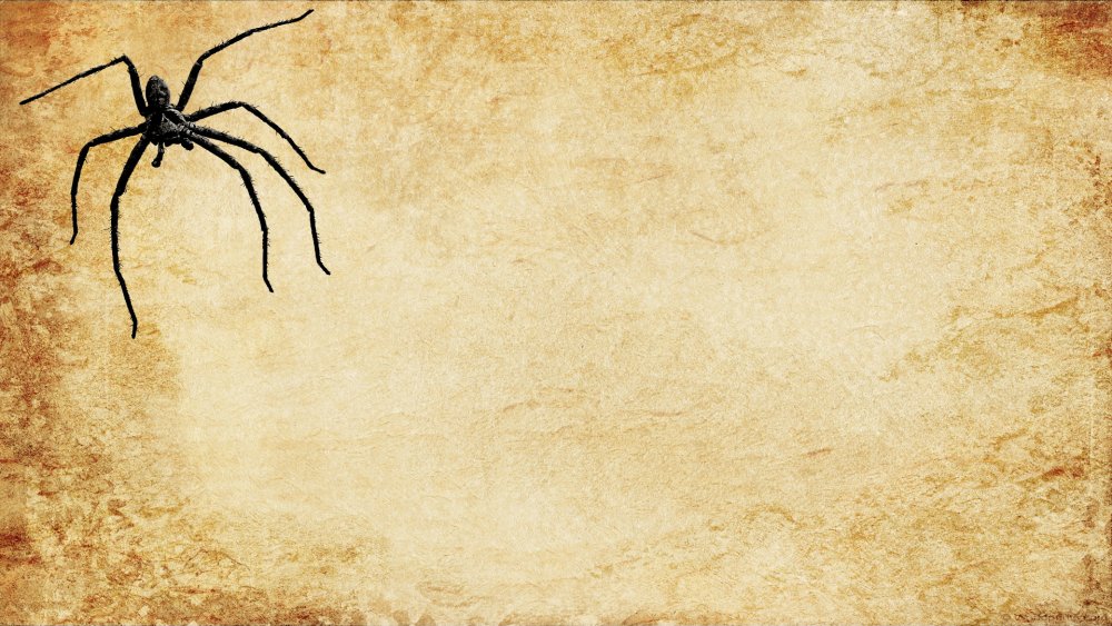 Паук сзади с белым кружком