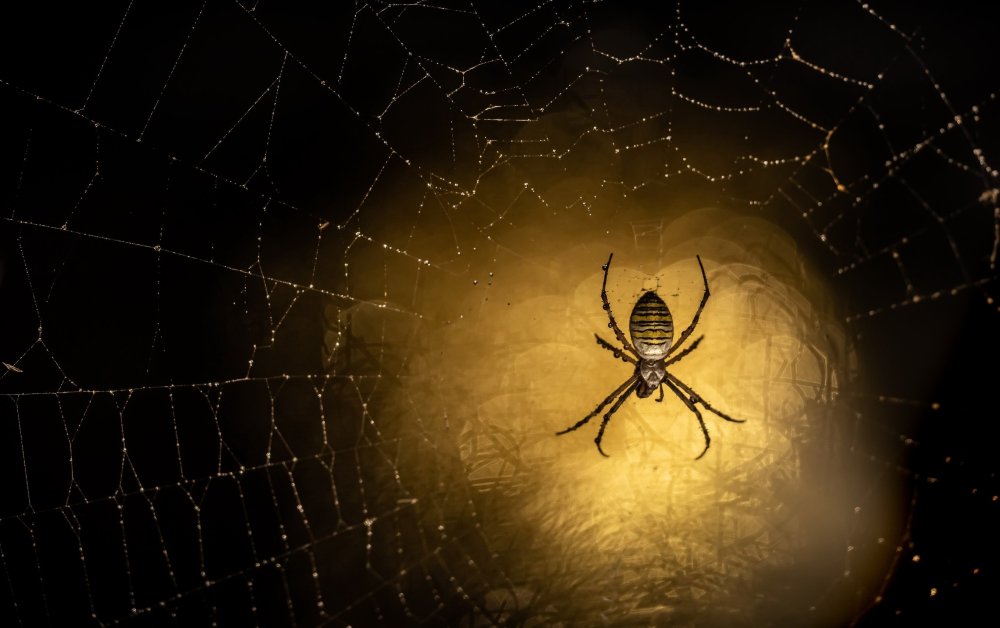 Пятнистый паук Ткач