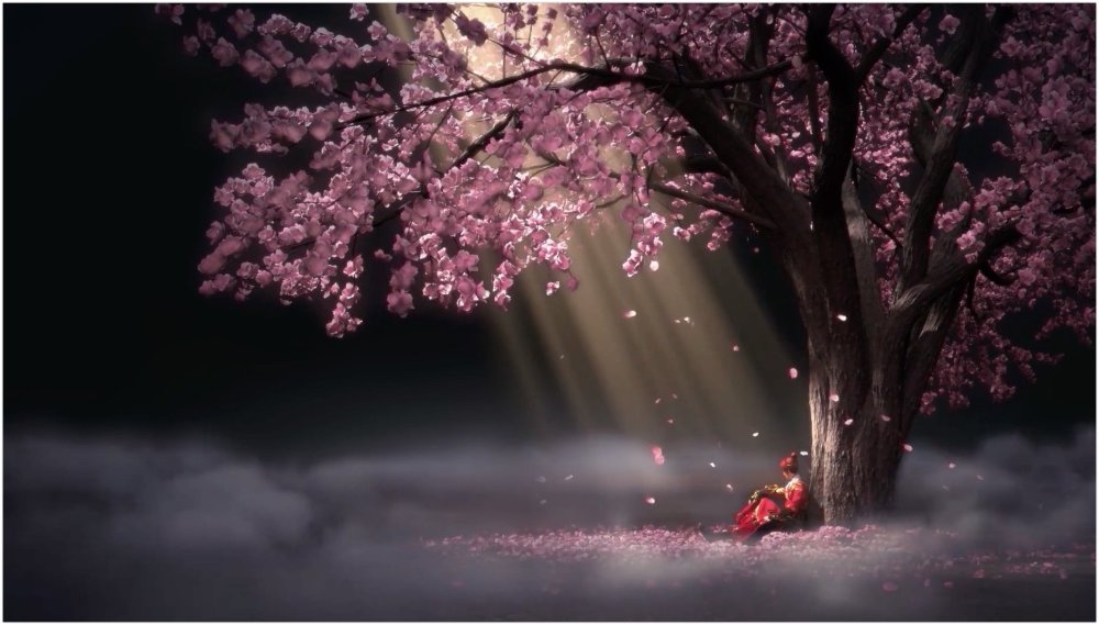 Сакура дерево