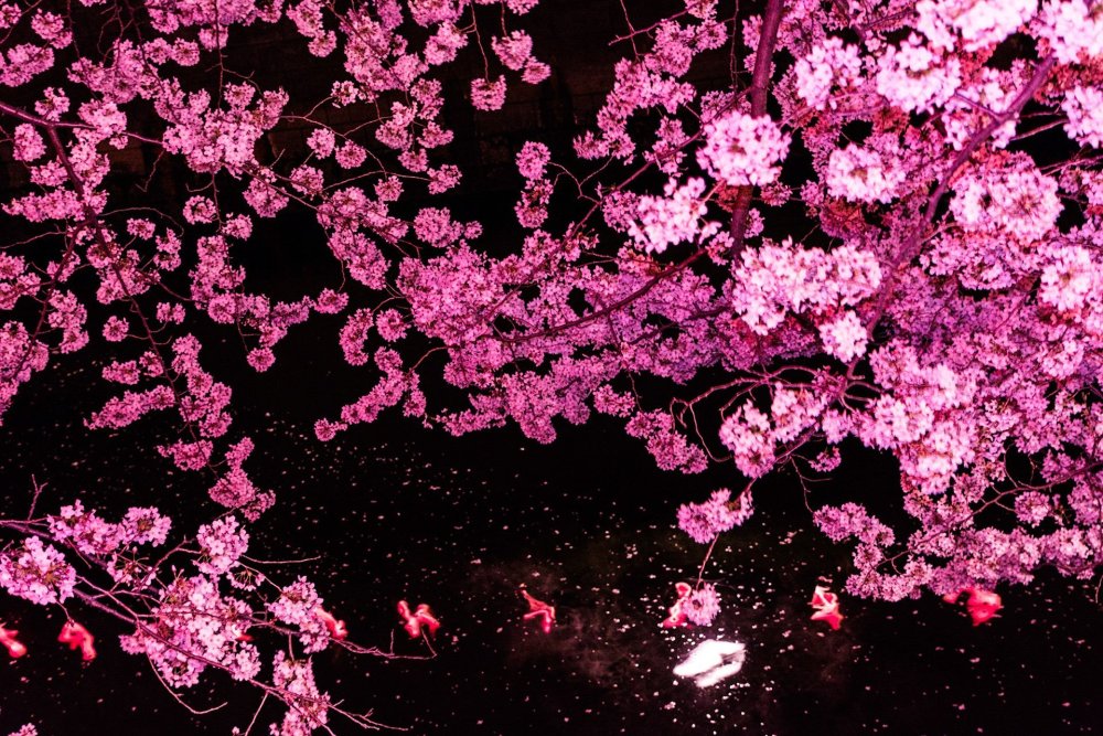 Сакура на черном фоне