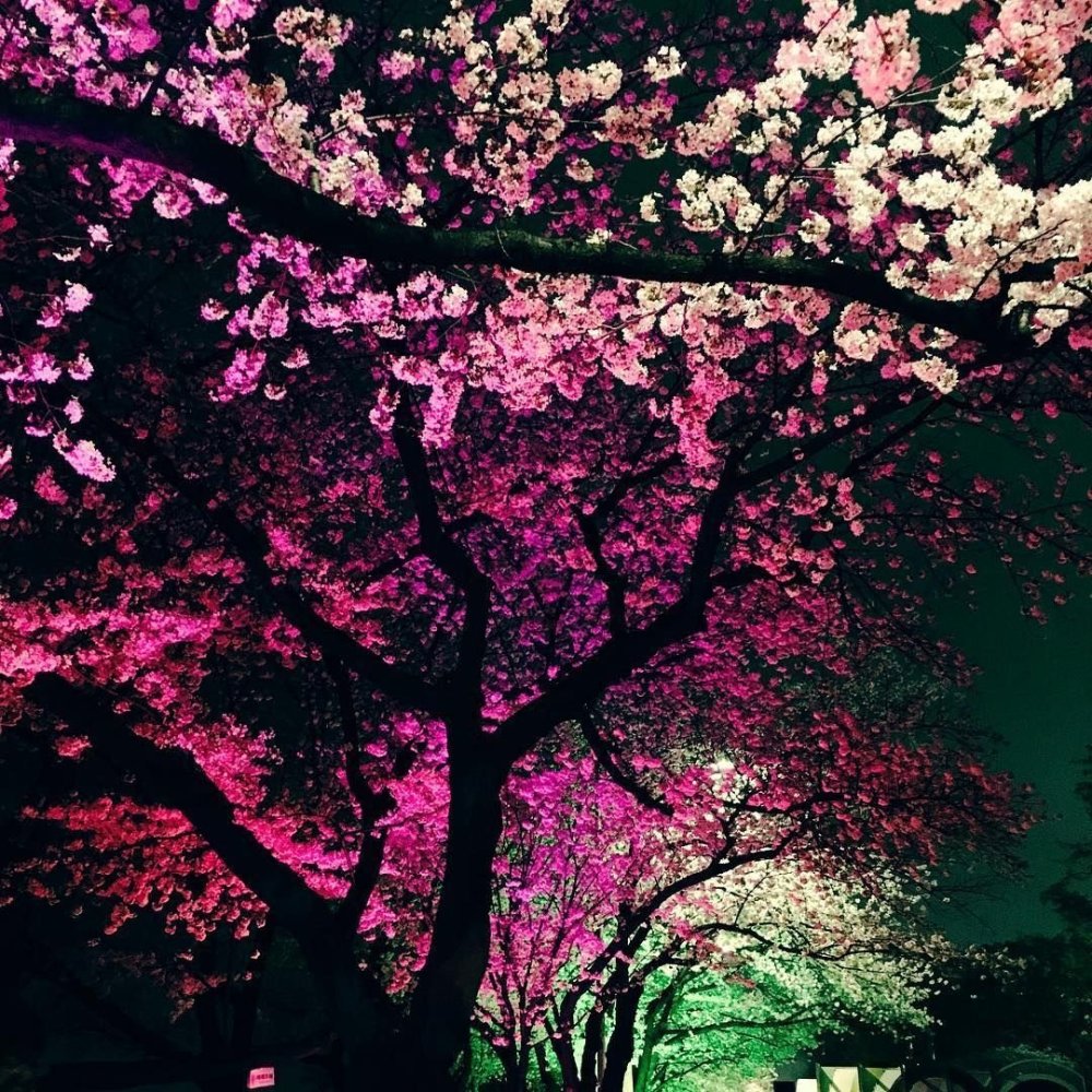 Красивый фон Сакура