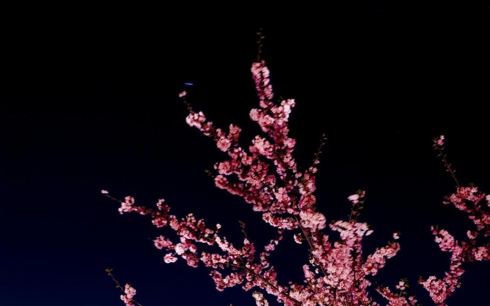 Цветы вишня Сакура