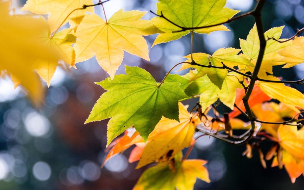 Ветка с кленовыми листьями