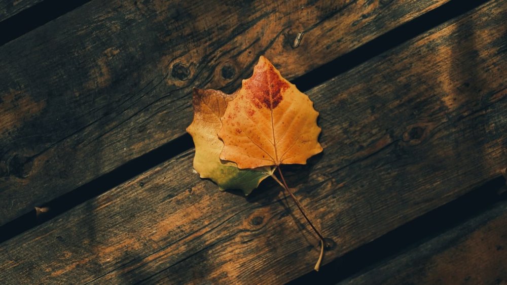 Осень листья