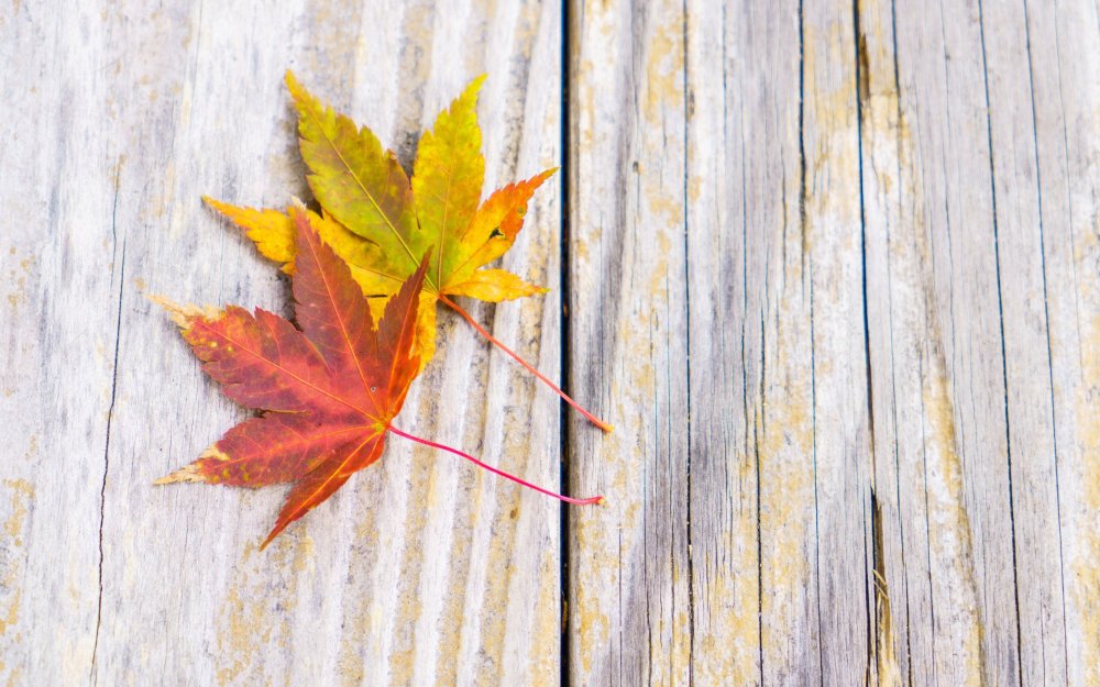 Осенние листья на досках
