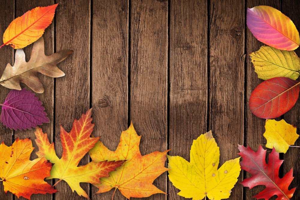 Осень листья