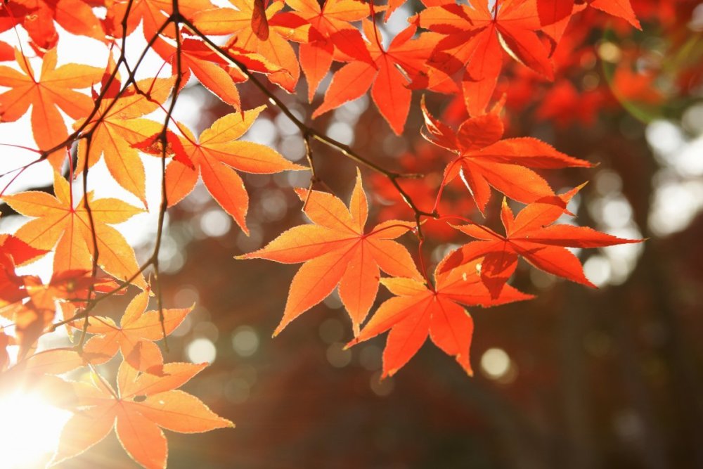 Оранжевые листья