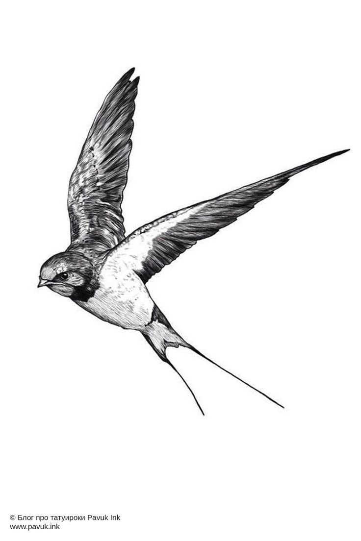 Ласточка черно белая