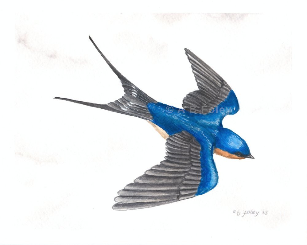 Тень ласточки