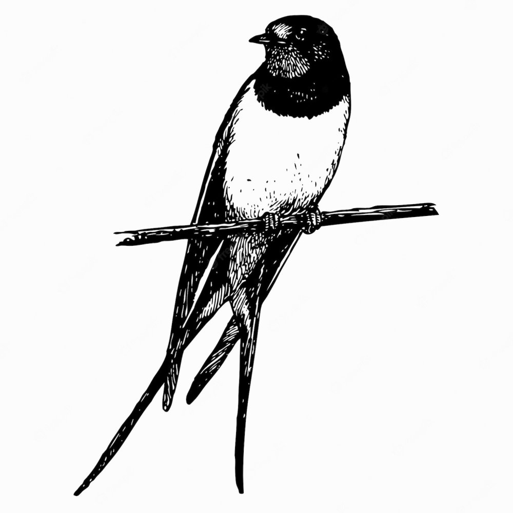 Силуэт маленькой ласточки в полете