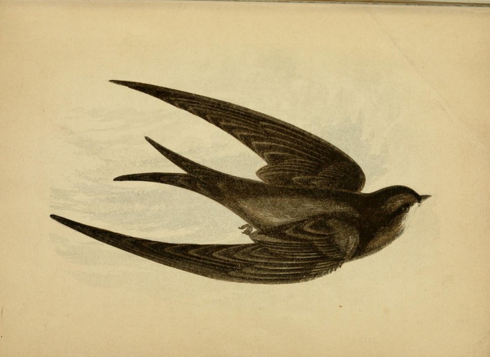 Ласточки силуэт эскиз