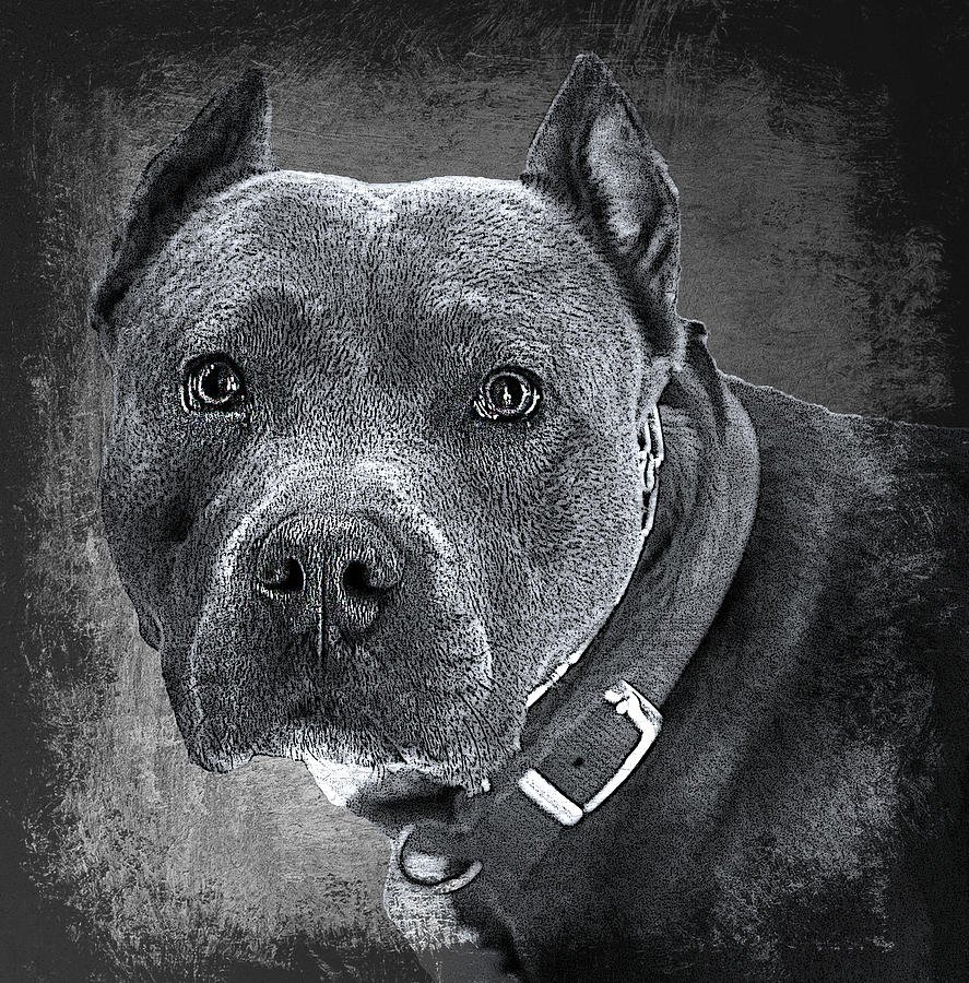 Черный питбуль на черном фоне