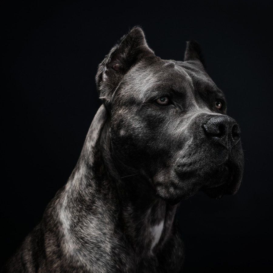 Питбуль портрет