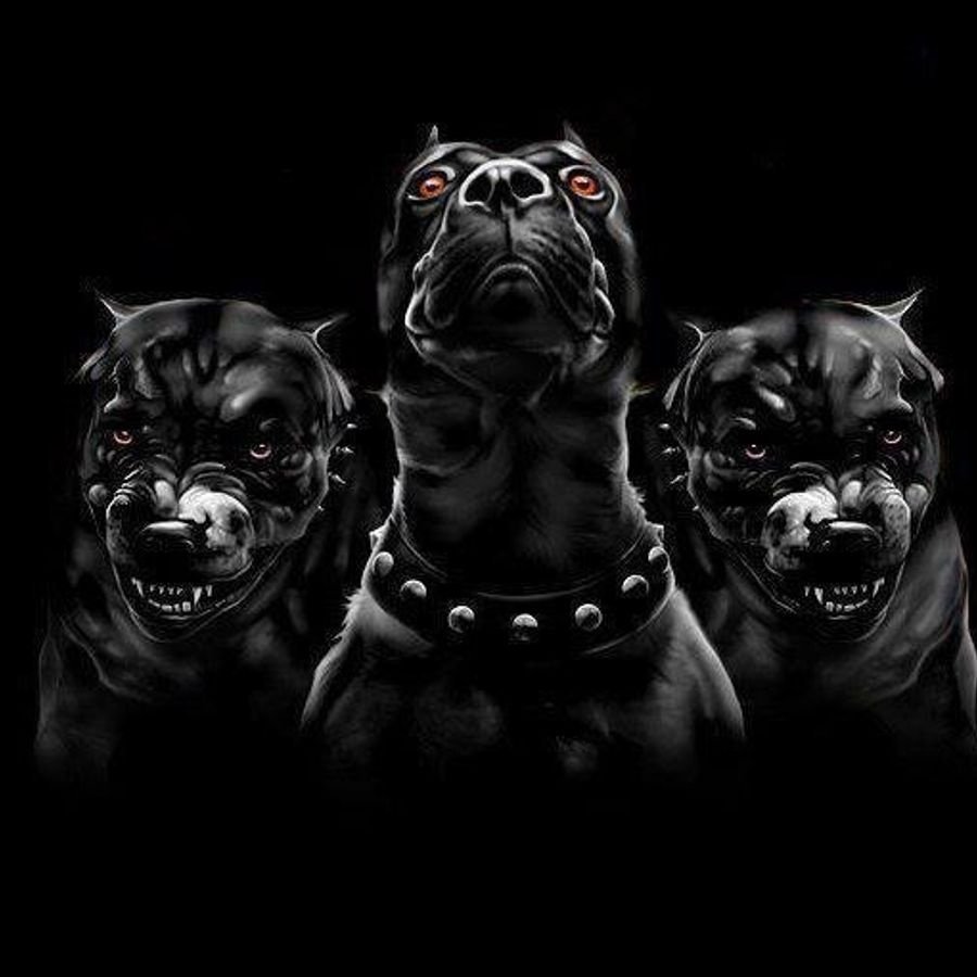 Американский питбуль черный