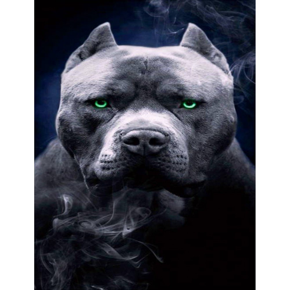 Американскийпитбультырьер черный