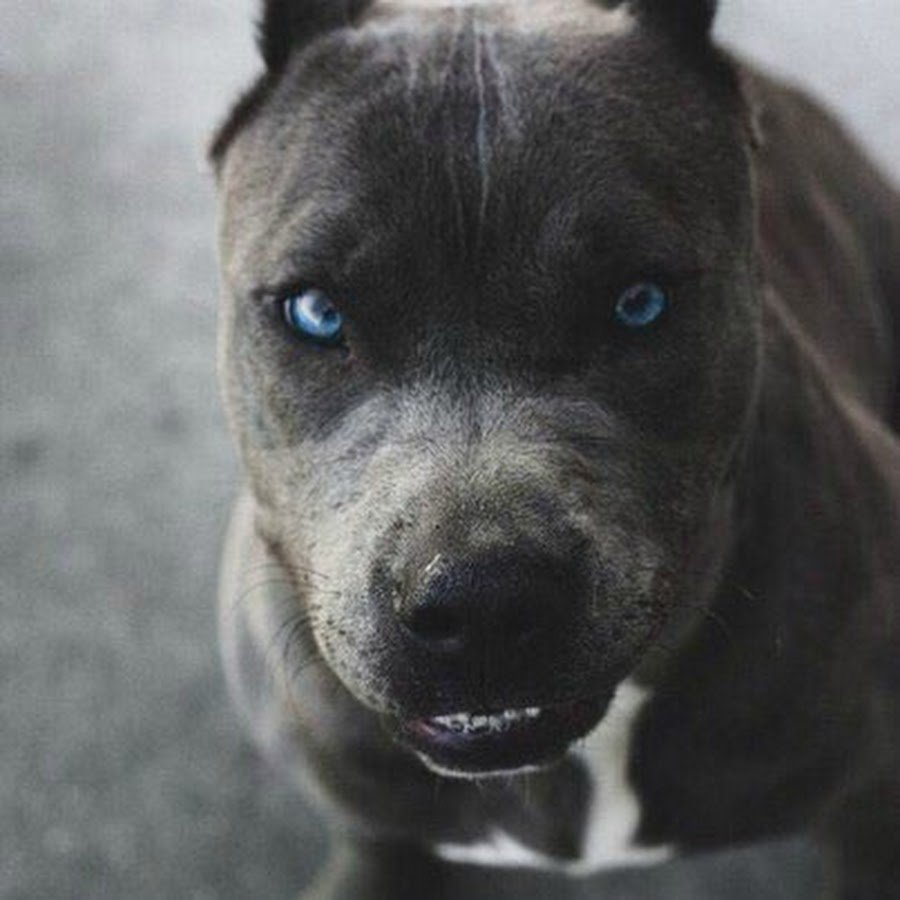 Стаффордширский терьер голубого окраса