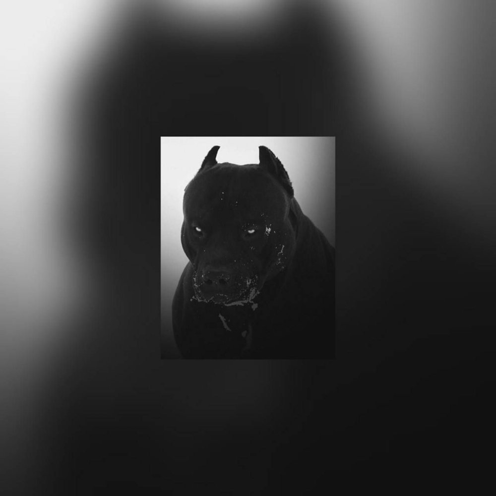 Черный питбуль на черном фоне