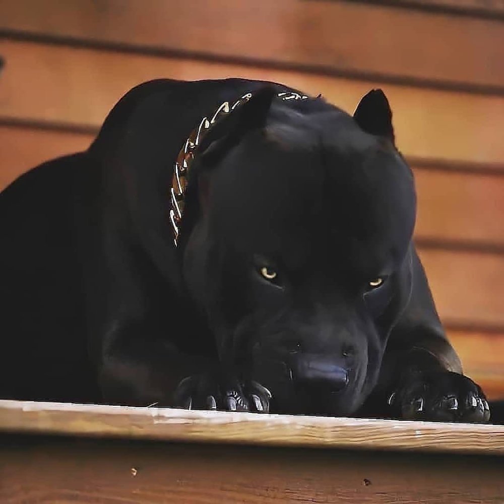 Черный питбуль арт