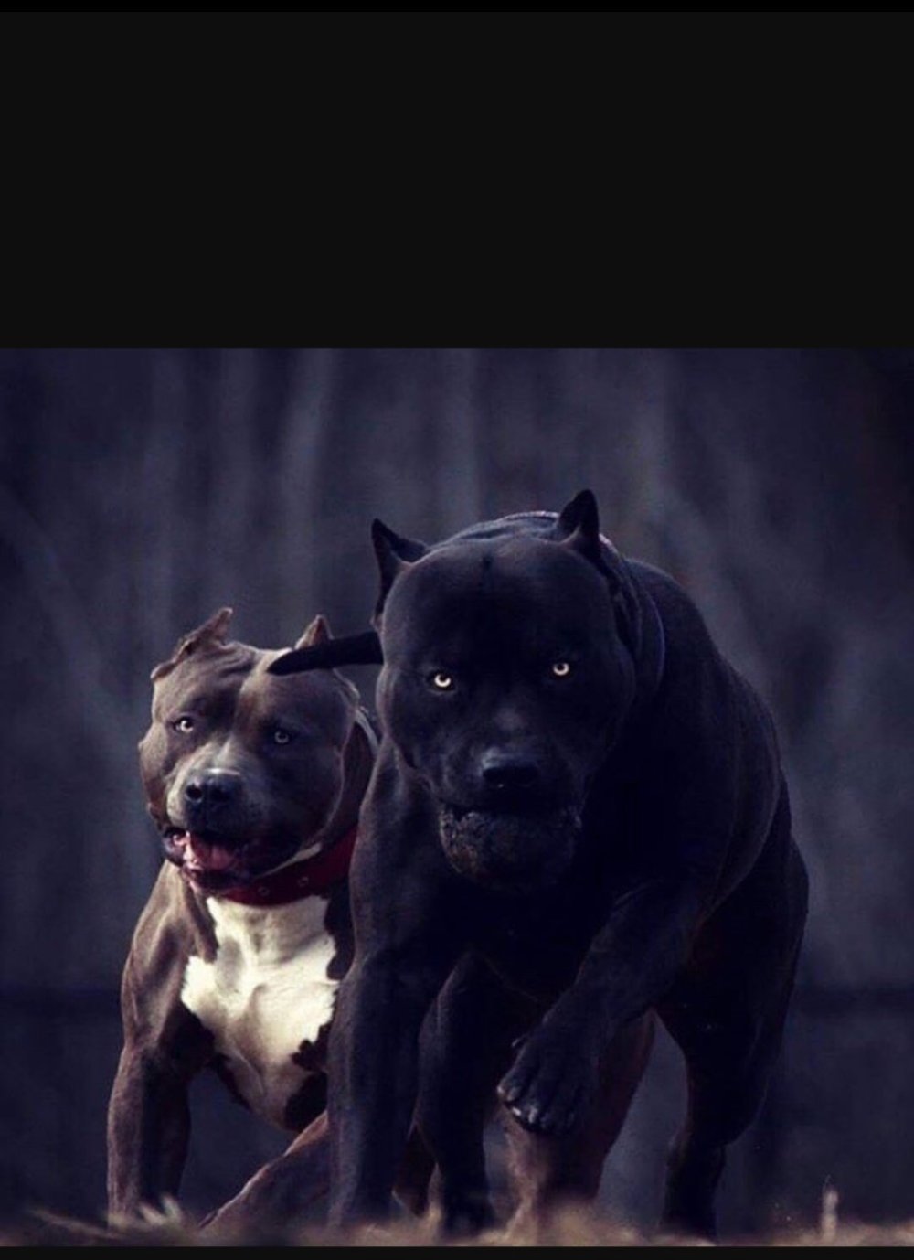 Стая питбулей