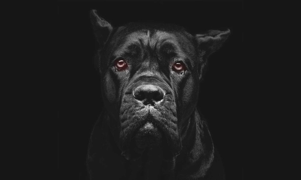 Американский стаффордширский терьер черный