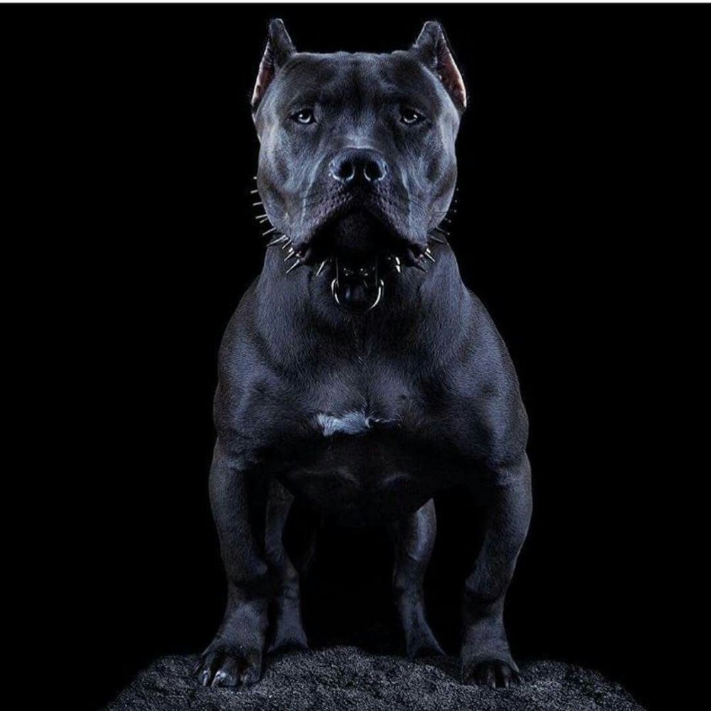 Питбуль черный