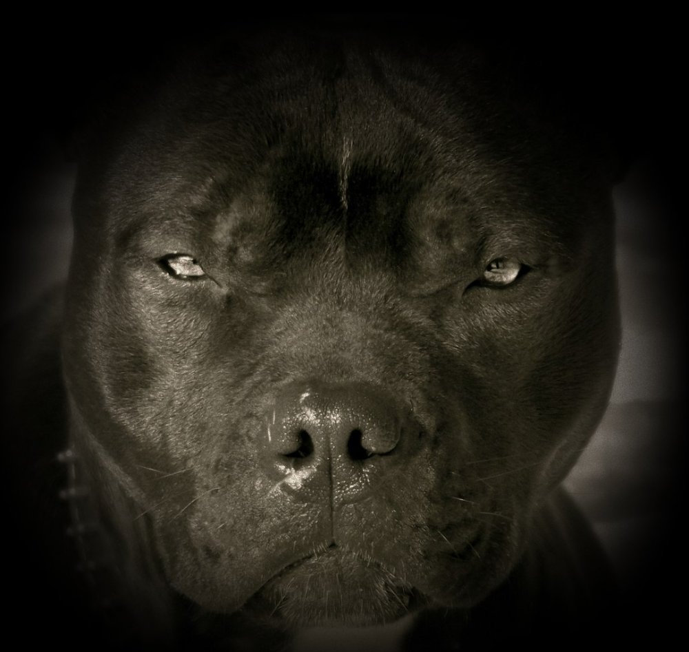 Доберман собака демон